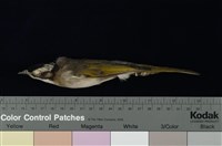 藏品(白頭翁)的圖片